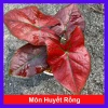 Cây Môn Huyết Rồng - Cây cảnh để bàn 128.000 VND, sang trọng, dễ chăm sóc