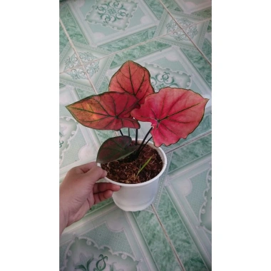 Cây Môn Huyết Rồng - Cây cảnh để bàn 128.000 VND, sang trọng, dễ chăm sóc 4 Cây Môn Huyết Rồng - Cây cảnh để bàn 128.000 VND, sang trọng, dễ chăm sóc 4