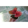 Cây Môn Huyết Rồng - Cây cảnh để bàn 128.000 VND, sang trọng, dễ chăm sóc 5