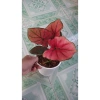 Cây Môn Huyết Rồng - Cây cảnh để bàn 128.000 VND, sang trọng, dễ chăm sóc 6
