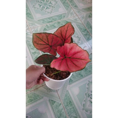 Cây Môn Huyết Rồng - Cây cảnh để bàn 128.000 VND, sang trọng, dễ chăm sóc 6 Cây Môn Huyết Rồng - Cây cảnh để bàn 128.000 VND, sang trọng, dễ chăm sóc 6