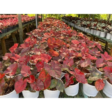 Cây Môn Huyết Rồng - Cây cảnh để bàn 128.000 VND, sang trọng, dễ chăm sóc 7 Cây Môn Huyết Rồng - Cây cảnh để bàn 128.000 VND, sang trọng, dễ chăm sóc 7