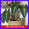 Cây Môn Quan Âm Polly (Alocasia Polly) - Cây cảnh để bàn, Giá chỉ 86.000₫