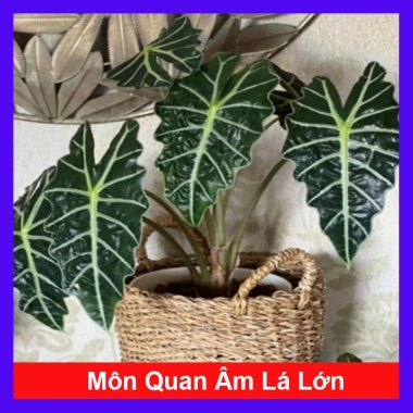 Cây Môn Quan Âm Polly (Alocasia Polly) - Cây cảnh để bàn, Giá chỉ 86.000₫
