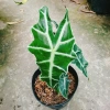 Cây Môn Quan Âm Polly (Alocasia Polly) - Cây cảnh để bàn, Giá chỉ 86.000₫ 2