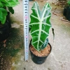 Cây Môn Quan Âm Polly (Alocasia Polly) - Cây cảnh để bàn, Giá chỉ 86.000₫ 3