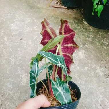 Cây Môn Quan Âm Polly (Alocasia Polly) - Cây cảnh để bàn, Giá chỉ 86.000₫