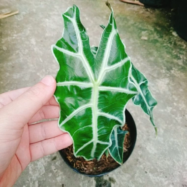 Cây Môn Quan Âm Polly (Alocasia Polly) - Cây cảnh để bàn, Giá chỉ 86.000₫