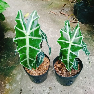 Cây Môn Quan Âm Polly (Alocasia Polly) - Cây cảnh để bàn, Giá chỉ 86.000₫