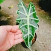 Cây Môn Quan Âm Polly (Alocasia Polly) - Cây cảnh để bàn, Giá chỉ 86.000₫ 7