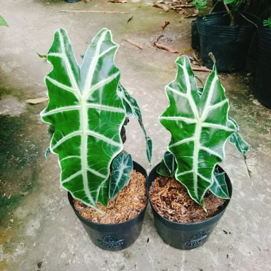 Cây Môn Quan Âm Polly (Alocasia Polly) - Cây cảnh để bàn, Giá chỉ 86.000₫