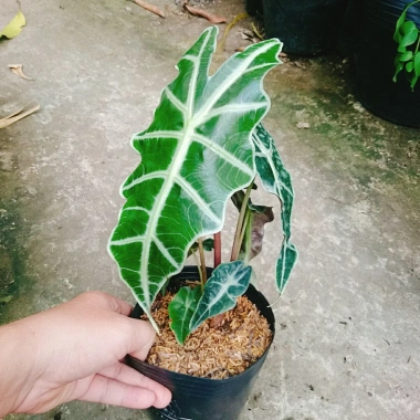 Cây Môn Quan Âm Polly (Alocasia Polly) - Cây cảnh để bàn, Giá chỉ 86.000₫