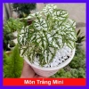 Cây Môn Trắng Mini Môn May Mắn cho bàn làm việc, giảm giá 68.000₫