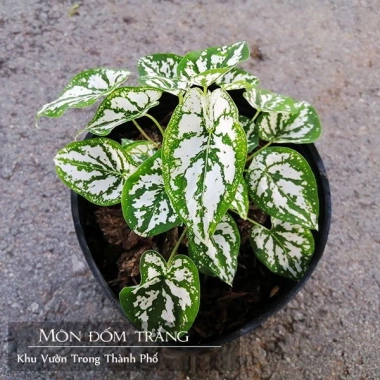Cây Môn Trắng Mini Môn May Mắn cho bàn làm việc, giảm giá 68.000₫ 2 Cây Môn Trắng Mini Môn May Mắn cho bàn làm việc, giảm giá 68.000₫ 2