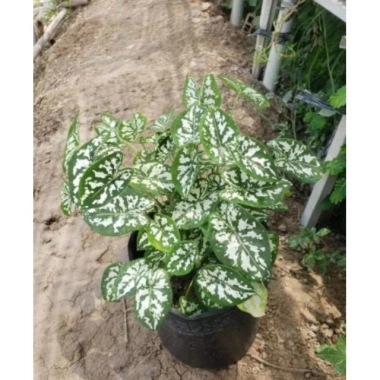 Cây Môn Trắng Mini Môn May Mắn cho bàn làm việc, giảm giá 68.000₫ 3 Cây Môn Trắng Mini Môn May Mắn cho bàn làm việc, giảm giá 68.000₫ 3