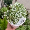 Cây Môn Trắng Mini Môn May Mắn cho bàn làm việc, giảm giá 68.000₫ 5