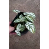 Cây Môn Trắng Mini Môn May Mắn cho bàn làm việc, giảm giá 68.000₫ 6