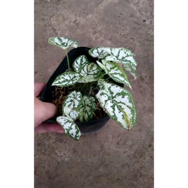 Cây Môn Trắng Mini Môn May Mắn cho bàn làm việc, giảm giá 68.000₫ 6 Cây Môn Trắng Mini Môn May Mắn cho bàn làm việc, giảm giá 68.000₫ 6