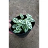 Cây Môn Trắng Mini Môn May Mắn cho bàn làm việc, giảm giá 68.000₫ 7