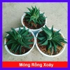 Cây Móng Rồng Xoáy Sen đá xanh - Trang trí nhà phong cách, giá ưu đãi 28.000₫