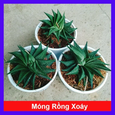 Cây Móng Rồng Xoáy Sen đá xanh - Trang trí nhà phong cách, giá ưu đãi 28.000₫