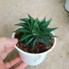 Cây Móng Rồng Xoáy Sen đá xanh - Trang trí nhà phong cách, giá ưu đãi 28.000₫ 3