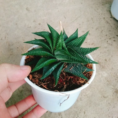 Cây Móng Rồng Xoáy Sen đá xanh - Trang trí nhà phong cách, giá ưu đãi 28.000₫ 3