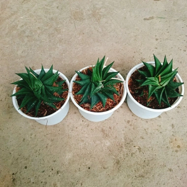 Cây Móng Rồng Xoáy Sen đá xanh - Trang trí nhà phong cách, giá ưu đãi 28.000₫ 5