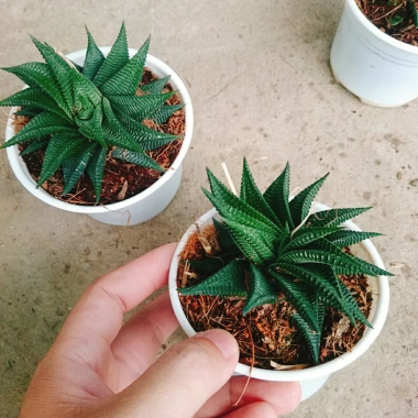 Cây Móng Rồng Xoáy Sen đá xanh - Trang trí nhà phong cách, giá ưu đãi 28.000₫ 6