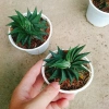 Cây Móng Rồng Xoáy Sen đá xanh - Trang trí nhà phong cách, giá ưu đãi 28.000₫ 7