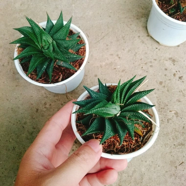 Cây Móng Rồng Xoáy Sen đá xanh - Trang trí nhà phong cách, giá ưu đãi 28.000₫ 7