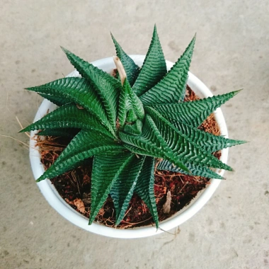 Cây Móng Rồng Xoáy Sen đá xanh - Trang trí nhà phong cách, giá ưu đãi 28.000₫ 8