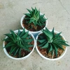 Cây Móng Rồng Xoáy Sen đá xanh - Trang trí nhà phong cách, giá ưu đãi 28.000₫ 9