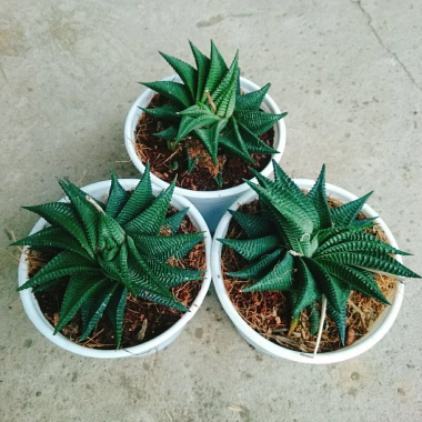 Cây Móng Rồng Xoáy Sen đá xanh - Trang trí nhà phong cách, giá ưu đãi 28.000₫ 9