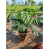 Cây Monstera Deliciosa Lá Xẻ 50-80cm - Trầu Bà Nam Mỹ, Cây Cảnh Nội Thất Lọc Không Khí, Giá chỉ 150.000 VND