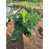 Cây Monstera Deliciosa Lá Xẻ 50-80cm - Trầu Bà Nam Mỹ, Cây Cảnh Nội Thất Lọc Không Khí, Giá chỉ 150.000 VND 2