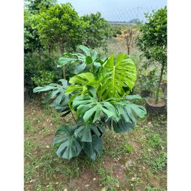 Cây Monstera Deliciosa Lá Xẻ 50-80cm - Trầu Bà Nam Mỹ, Cây Cảnh Nội Thất Lọc Không Khí, Giá chỉ 150.000 VND 3
