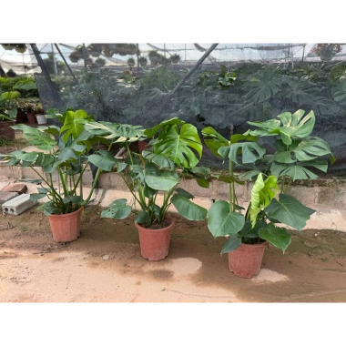 Cây Monstera Deliciosa Lá Xẻ 50-80cm - Trầu Bà Nam Mỹ, Cây Cảnh Nội Thất Lọc Không Khí, Giá chỉ 150.000 VND 4