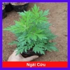 Cây ngải cứu dược liệu tươi sạch - Giảm giá đặc biệt 45.000₫, giá gốc 57.150₫, hỗ trợ sức khỏe