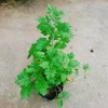 Cây ngải cứu dược liệu tươi sạch - Giảm giá đặc biệt 45.000₫, giá gốc 57.150₫, hỗ trợ sức khỏe 2