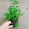 Cây ngải cứu dược liệu tươi sạch - Giảm giá đặc biệt 45.000₫, giá gốc 57.150₫, hỗ trợ sức khỏe 3
