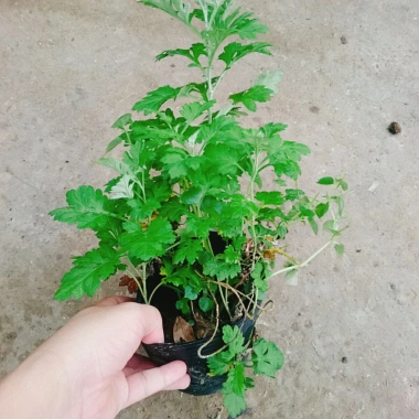 Cây ngải cứu dược liệu tươi sạch - Giảm giá đặc biệt 45.000₫, giá gốc 57.150₫, hỗ trợ sức khỏe