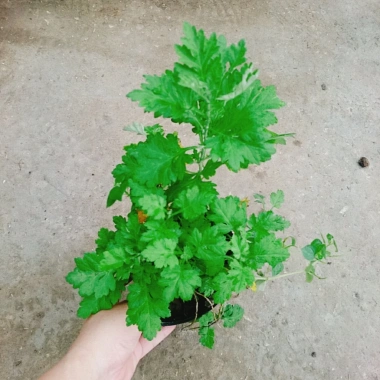 Cây ngải cứu dược liệu tươi sạch - Giảm giá đặc biệt 45.000₫, giá gốc 57.150₫, hỗ trợ sức khỏe