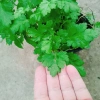 Cây ngải cứu dược liệu tươi sạch - Giảm giá đặc biệt 45.000₫, giá gốc 57.150₫, hỗ trợ sức khỏe 5