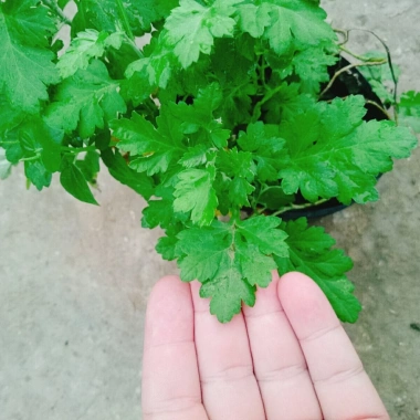 Cây ngải cứu dược liệu tươi sạch - Giảm giá đặc biệt 45.000₫, giá gốc 57.150₫, hỗ trợ sức khỏe