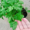 Cây ngải cứu dược liệu tươi sạch - Giảm giá đặc biệt 45.000₫, giá gốc 57.150₫, hỗ trợ sức khỏe 6