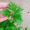 Cây ngải cứu dược liệu tươi sạch - Giảm giá đặc biệt 45.000₫, giá gốc 57.150₫, hỗ trợ sức khỏe 7