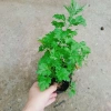 Cây ngải cứu dược liệu tươi sạch - Giảm giá đặc biệt 45.000₫, giá gốc 57.150₫, hỗ trợ sức khỏe 8