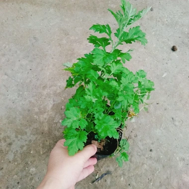 Cây ngải cứu dược liệu tươi sạch - Giảm giá đặc biệt 45.000₫, giá gốc 57.150₫, hỗ trợ sức khỏe