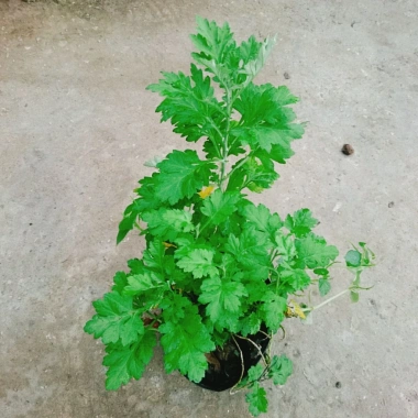 Cây ngải cứu dược liệu tươi sạch - Giảm giá đặc biệt 45.000₫, giá gốc 57.150₫, hỗ trợ sức khỏe 9 Cây ngải cứu dược liệu tươi sạch - Giảm giá đặc biệt 45.000₫, giá gốc 57.150₫, hỗ trợ sức khỏe 9